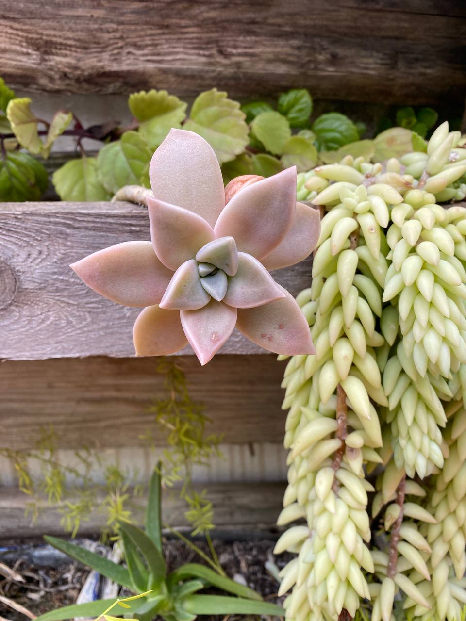 Plantes crasses diverses